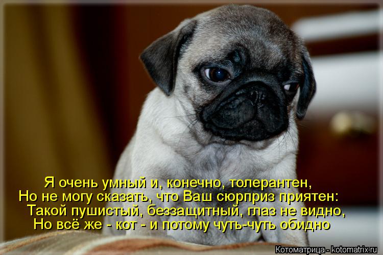 Такой пушистый, беззащитный, глаз не видно, Я очень умный и, конечно, толерантен, Но не могу сказать,... Котоматрица: Такой пушистый, беззащитный, глаз не видно, Я очень умный и, конечно, толерантен, Но не могу сказать, что Ваш сюрприз приятен: Но всё же - кот -