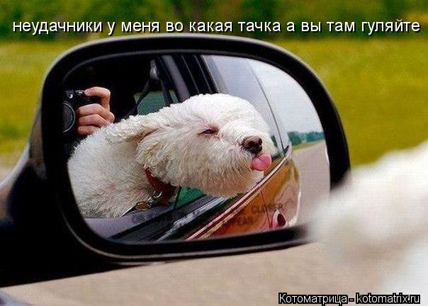 неудачники у меня во какая тачка а вы там гуляйте... Котоматрица: неудачники у меня во какая тачка а вы там гуляйте