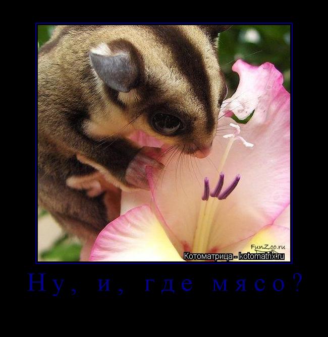 Ну, и, где мясо? ... Котоматрица: Ну, и, где мясо?