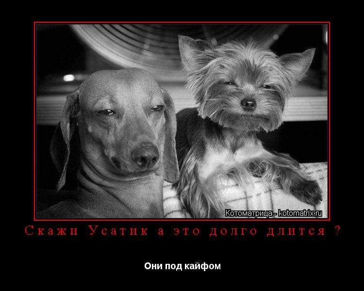Котоматрица: Скажи Усатик а это долго длится ? Они под кайфом