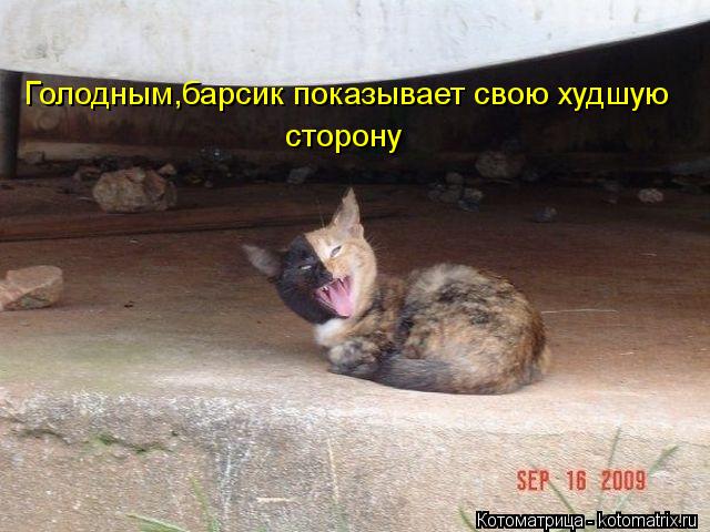Котоматрица: Голодным,барсик показывает свою худшую сторону