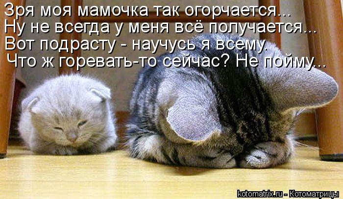 Котоматрица: Зря моя мамочка так огорчается... Ну не всегда у меня всё получается... Вот подрасту - научусь я всему. Что ж горевать-то сейчас? Не пойму...