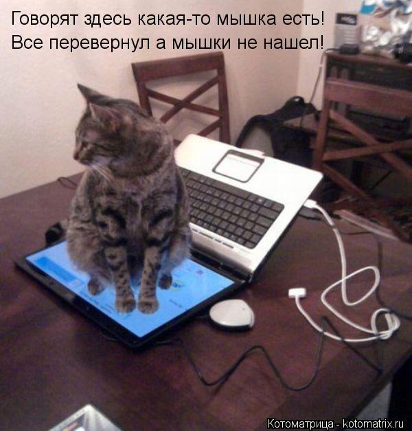 Котоматрица: Говорят здесь какая-то мышка есть! Все перевернул а мышки не нашел!