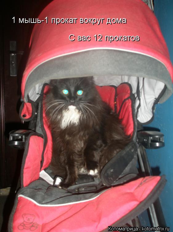 Котоматрица: 1 мышь-1 прокат вокруг дома С вас 12 прокатов