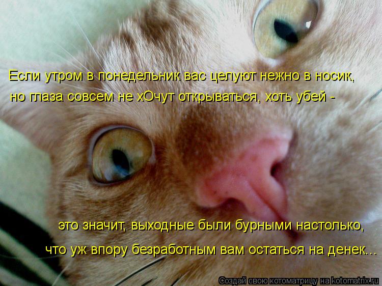 Котоматрица: Если утром в понедельник вас целуют нежно в носик,  но глаза совсем не хОчут открываться, хоть убей -  это значит, выходные были бурными насто