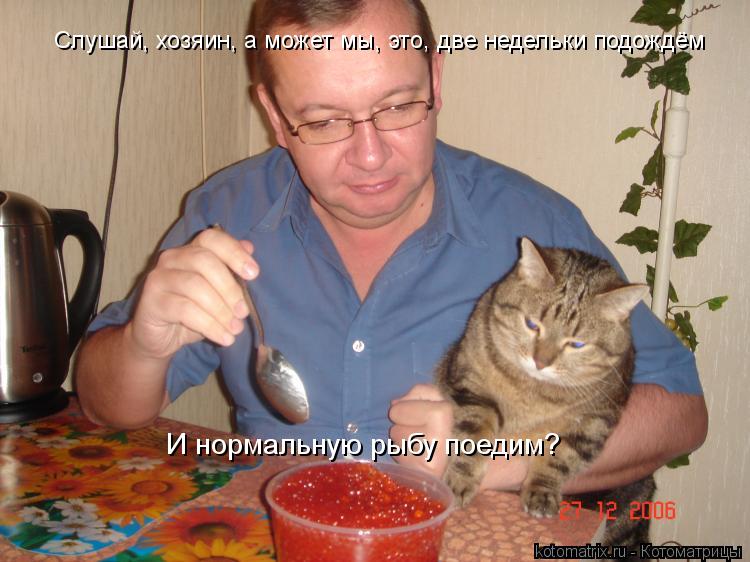 Котоматрица: Слушай, хозяин, а может мы, это, две недельки подождём И нормальную рыбу поедим?