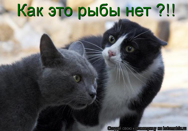 Котоматрица: Как это рыбы нет ?!!