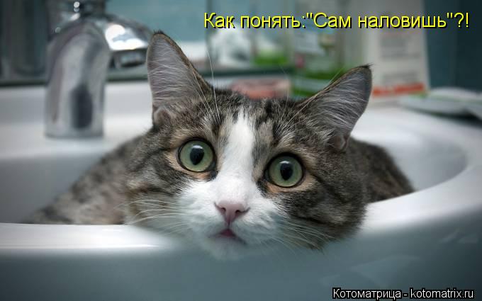 Котоматрица: Как понять:"Сам наловишь"?!