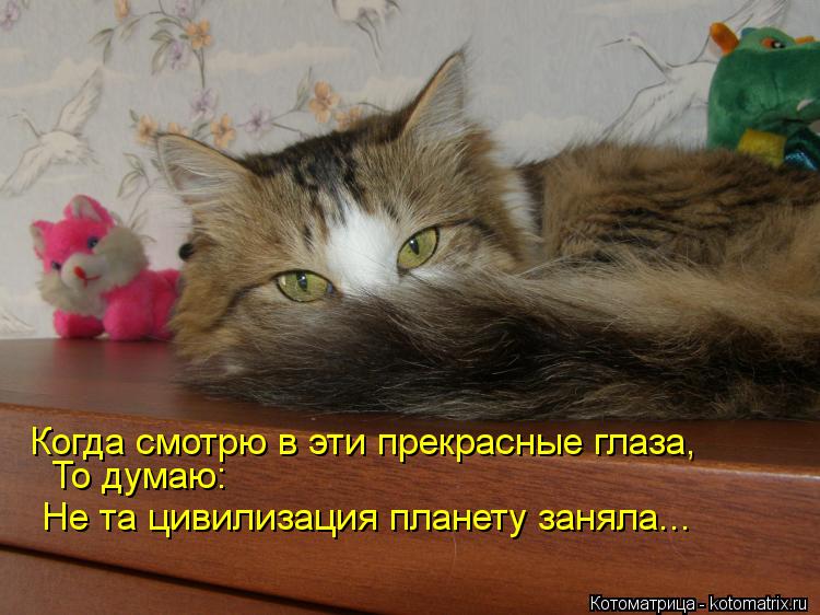 Котоматрица: Когда смотрю в эти прекрасные глаза, То думаю:  Не та цивилизация планету заняла...