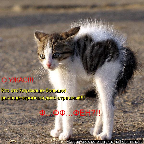 Котоматрица: О УЖАС!!! Кто это?жужжаще-большой , рычаще-огромный,дико страшный!!! Ф...ФФ...ФЕН?!!