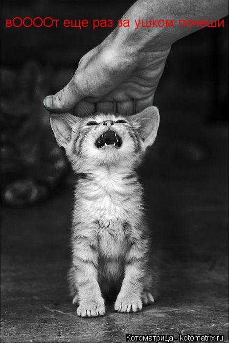 Котоматрица: вООООт еще раз за ушком почеши