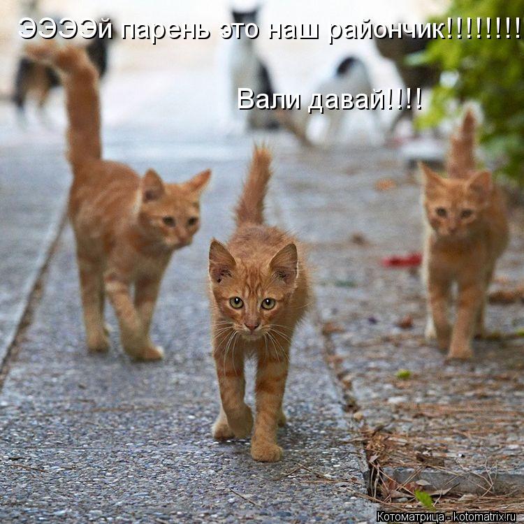 Котоматрица: ЭЭЭЭй парень это наш райончик!!!!!!!! Вали давай!!!!