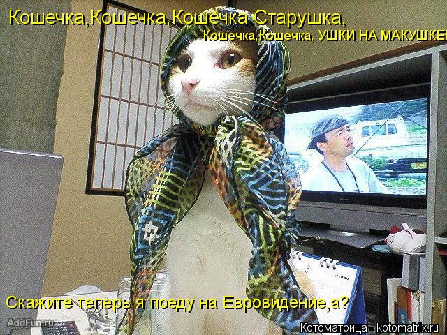 Котоматрица: Кошечка,Кошечка,Кошечка Старушка, Кошечка,Кошечка, УШКИ НА МАКУШКЕ! Скажите теперь я поеду на Евровидение,а?