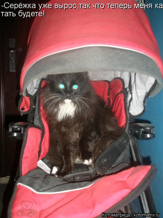 Котоматрица: -Серёжка уже вырос,так что теперь меня ка- тать будете!