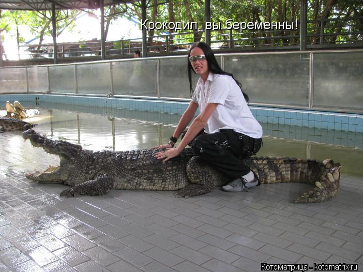 Котоматрица: Крокодил, вы беременны!