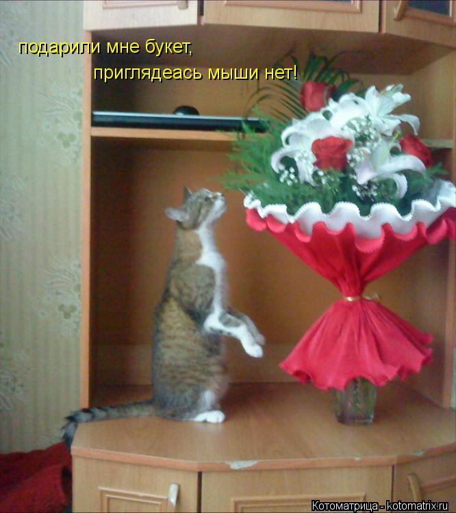подарили мне букет, приглядеась мыши нет!... Котоматрица: подарили мне букет, приглядеась мыши нет!