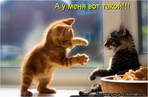 Котоматрица: А у меня вот такой!!!