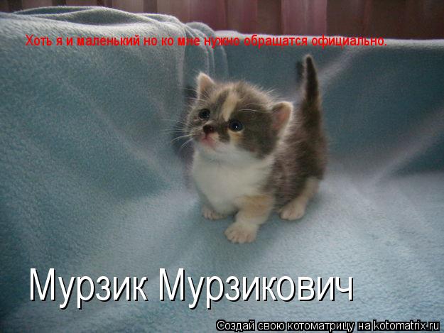 Котоматрица: Хоть я и маленький но ко мне нужно обращатся официально. Мурзик Мурзикович