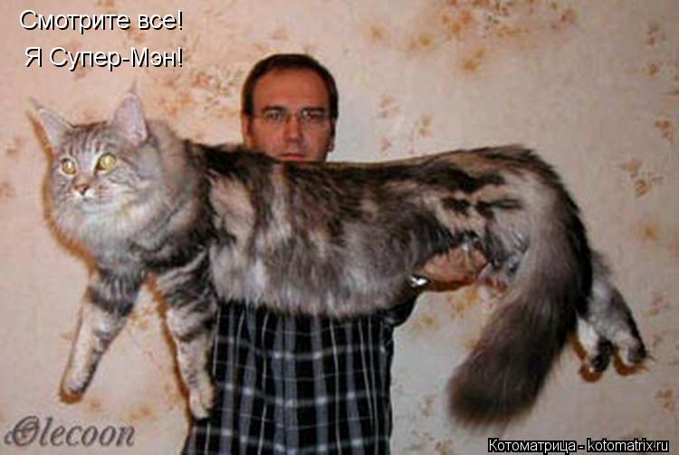 Котоматрица: Смотрите все! Я Супер-Мэн!