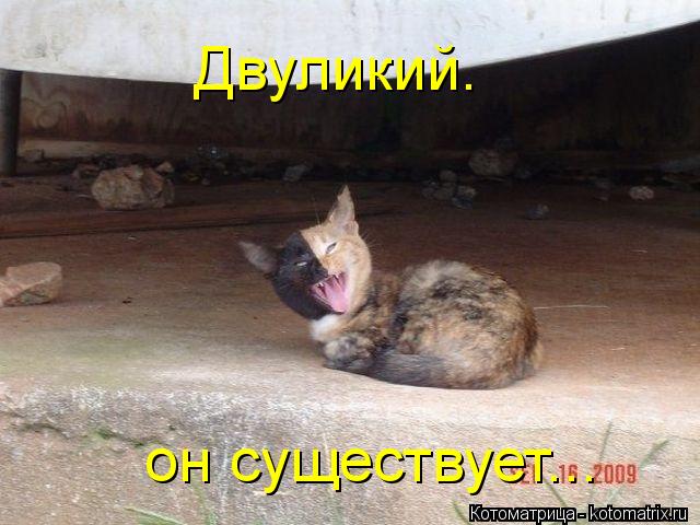 Котоматрица: Двуликий. он существует...