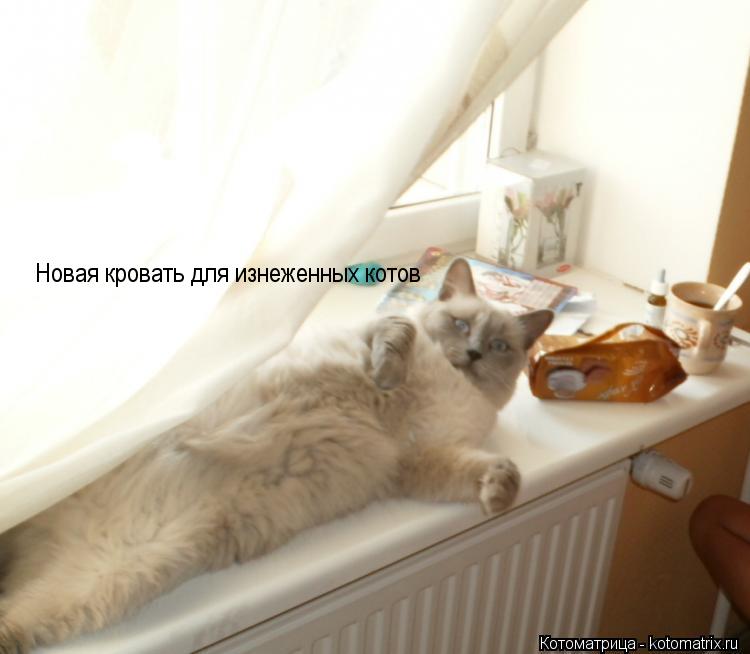 Котоматрица: Новая кровать для изнеженных котов
