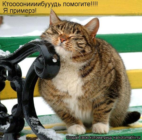 Котоматрица: Ктоооониииибууудь помогите!!!! Я примерз!