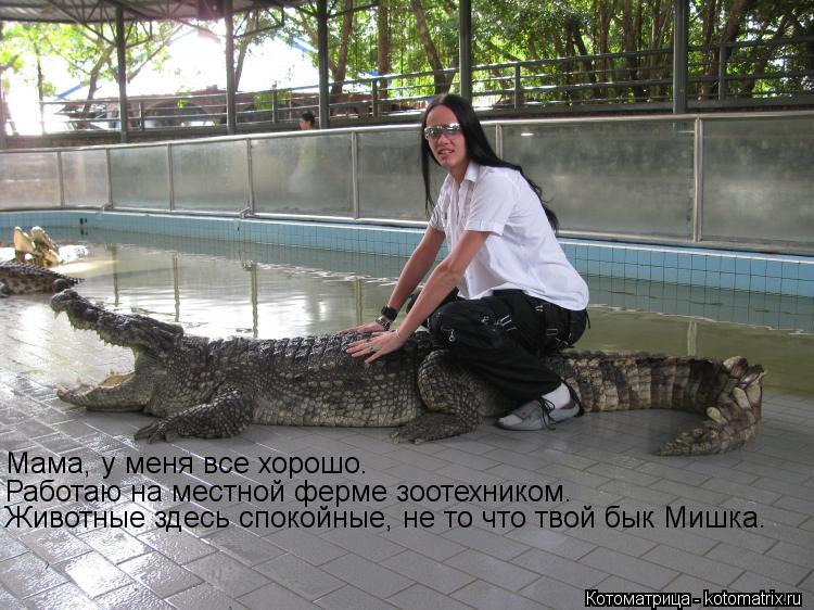 Котоматрица: Мама, у меня все хорошо. Работаю на местной ферме зоотехником. Животные здесь спокойные, не то что твой бык Мишка.