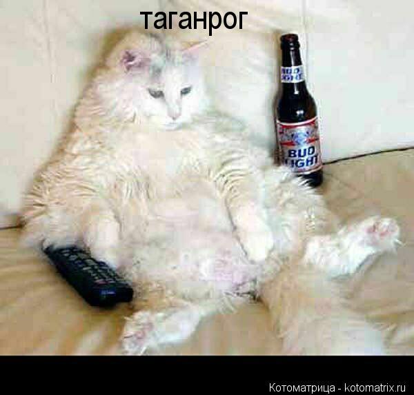таганрог... Котоматрица: таганрог