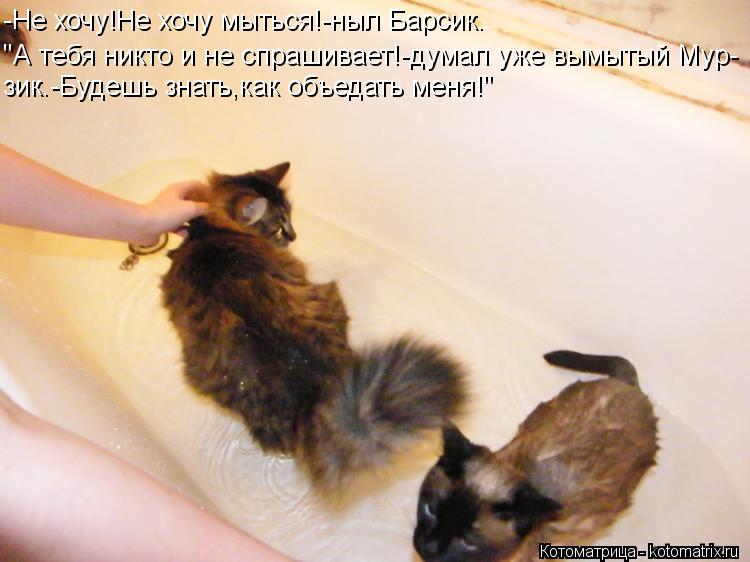 Котоматрица: -Не хочу!Не хочу мыться!-ныл Барсик. "А тебя никто и не спрашивает!-думал уже вымытый Мур- зик.-Будешь знать,как объедать меня!"