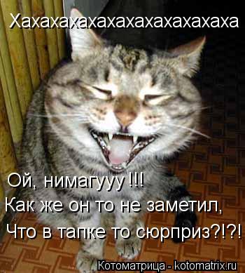 Котоматрица: Хахахахахахахахахахахаха Ой, нимагууу !!! Как же он то не заметил, Что в тапке то сюрприз?!?!