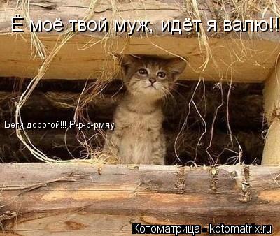Котоматрица: Ё моё твой муж, идёт я валю!!! Беги дорогой!!! Р-р-р-рмяу