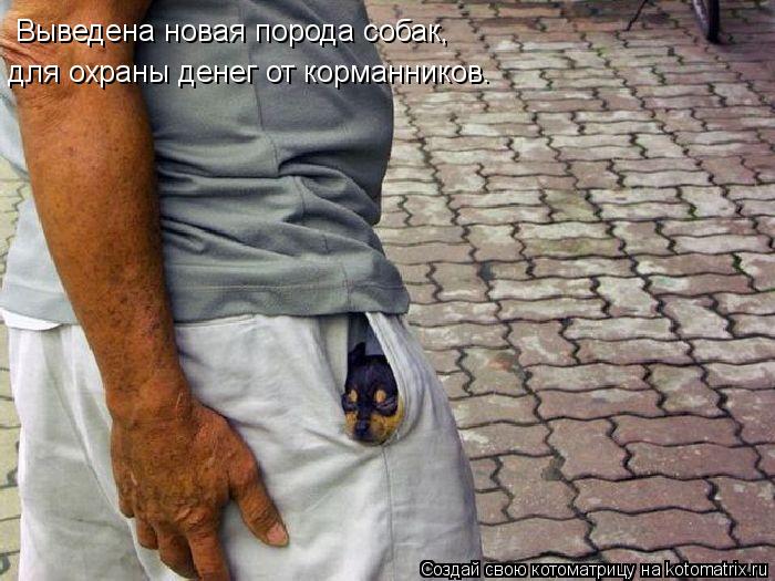 Котоматрица: Выведена новая порода собак, для охраны денег от корманников.