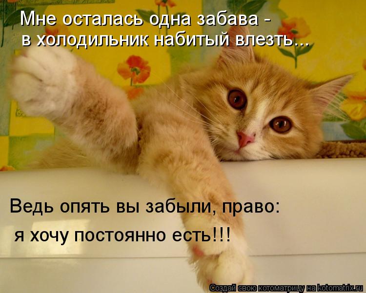 Котоматрица: Мне осталась одна забава -  в холодильник набитый влезть... Ведь опять вы забыли, право: я хочу постоянно есть!!!