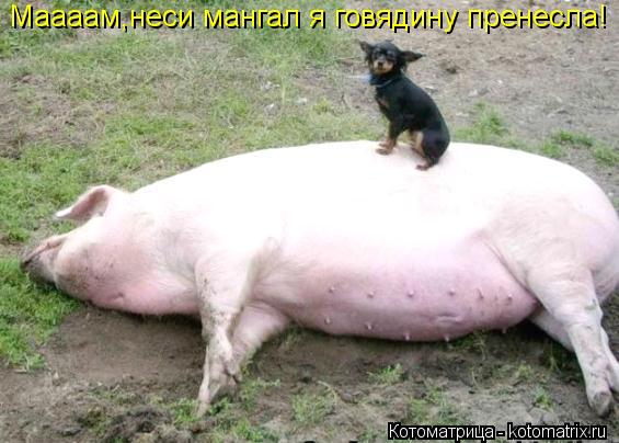 Котоматрица: Маааам,неси мангал я говядину пренесла!