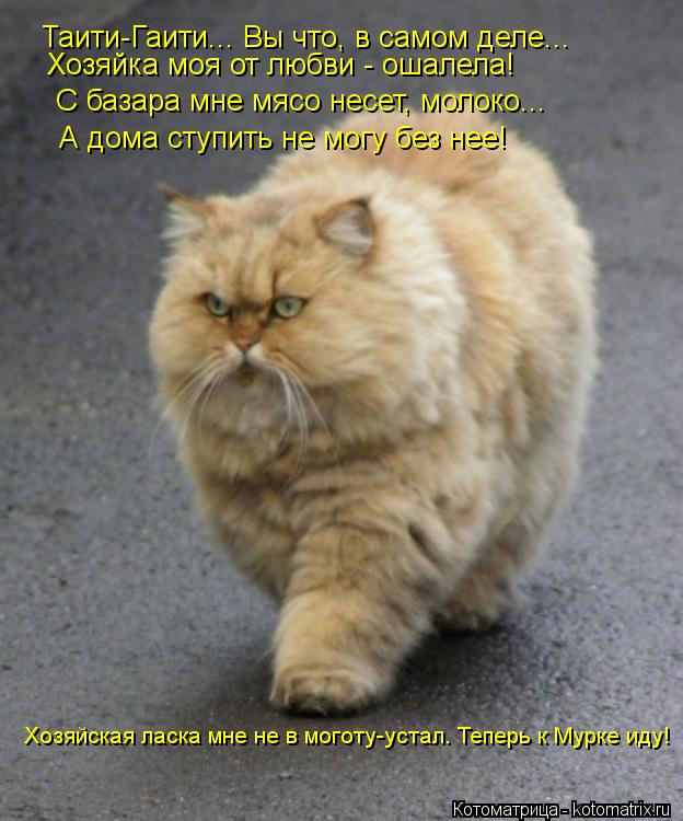Котоматрица: Таити-Гаити... Вы что, в самом деле... Хозяйка моя от любви - ошалела! С базара мне мясо несет, молоко... А дома ступить не могу без нее! Хозяйская 