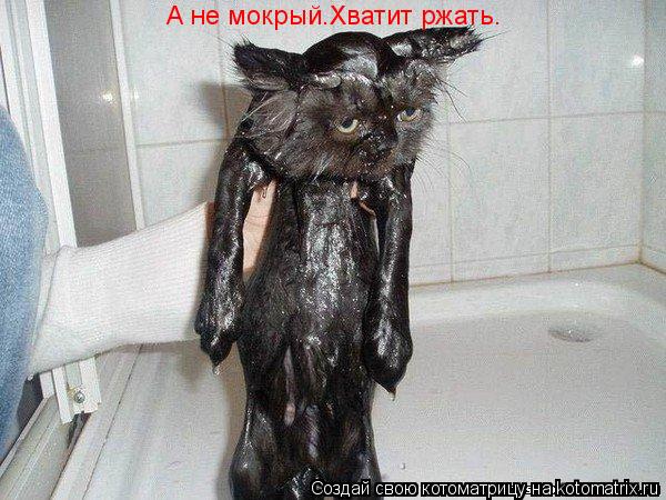 Котоматрица: А не мокрый.Хватит ржать.