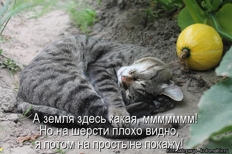 Котоматрица: Но на шерсти плохо видно, я потом на простыне покажу! А земля здесь какая, ммммммм!