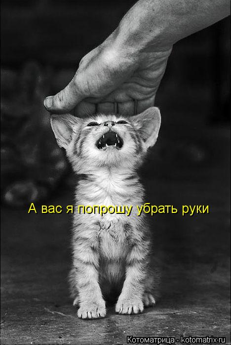 Котоматрица: А вас я попрошу убрать руки