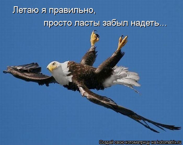 Котоматрица: Летаю я правильно, просто ласты забыл надеть...