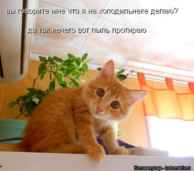 Котоматрица: вы говорите мне что я на холодильнеке делаю? да так нечего вот пыль протираю