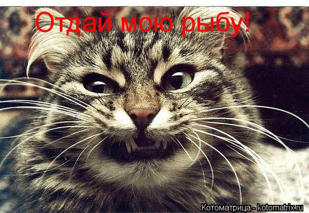 Котоматрица: Отдай мою рыбу!