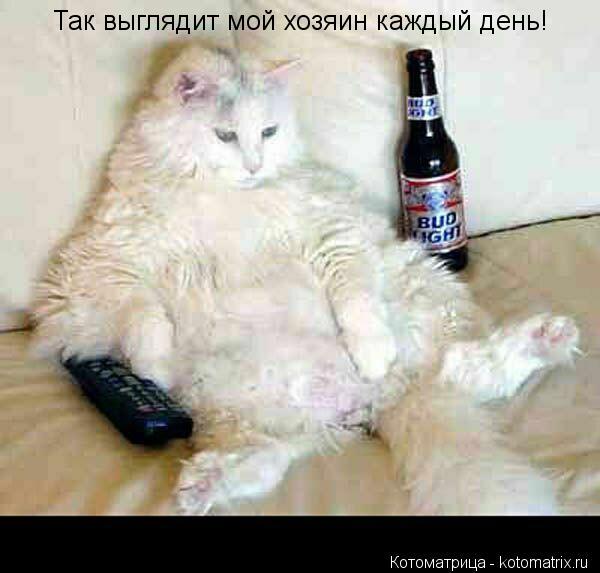 Так выглядит мой хозяин каждый день!... Котоматрица: Так выглядит мой хозяин каждый день!