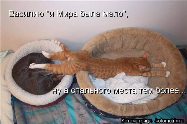 Василию "и Мира была мало", ну а спального места тем более....... Котоматрица: Василию "и Мира была мало", ну а спального места тем более....