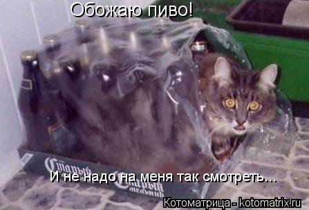 Котоматрица: Обожаю пиво! И не надо на меня так смотреть...