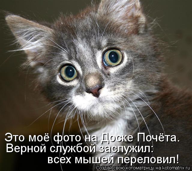 Котоматрица: Это моё фото на Доске Почёта. Верной службой заслужил: всех мышей переловил!