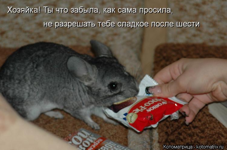 Котоматрица: Хозяйка! Ты что забыла, как сама просила,  не разрешать тебе сладкое после шести