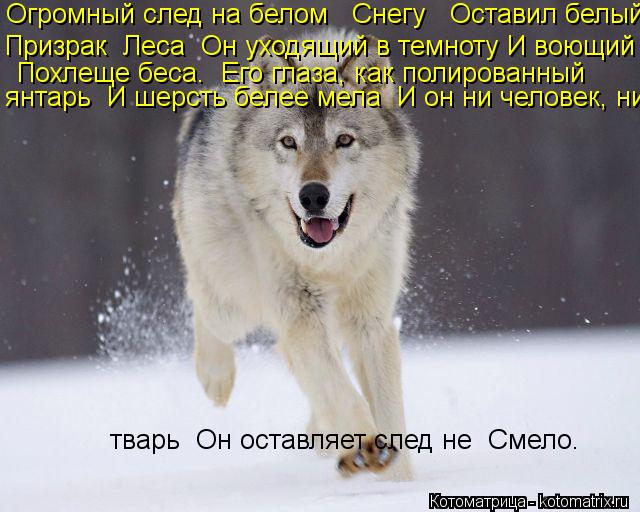 Котоматрица: Огромный след на белом   Снегу   Оставил белый     Призрак  Леса  Он уходящий в темноту И воющий Похлеще беса.  Его глаза, как полированный   янт