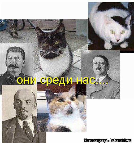 Котоматрица: они среди нас....