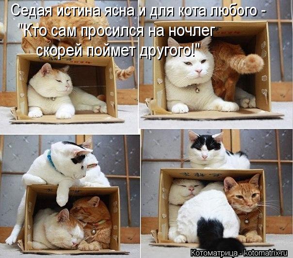Седая истина ясна и для кота любого - "Кто сам просился на ночлег скорей поймет другого!"... Котоматрица: Седая истина ясна и для кота любого - "Кто сам просился на ночлег скорей поймет другого!"