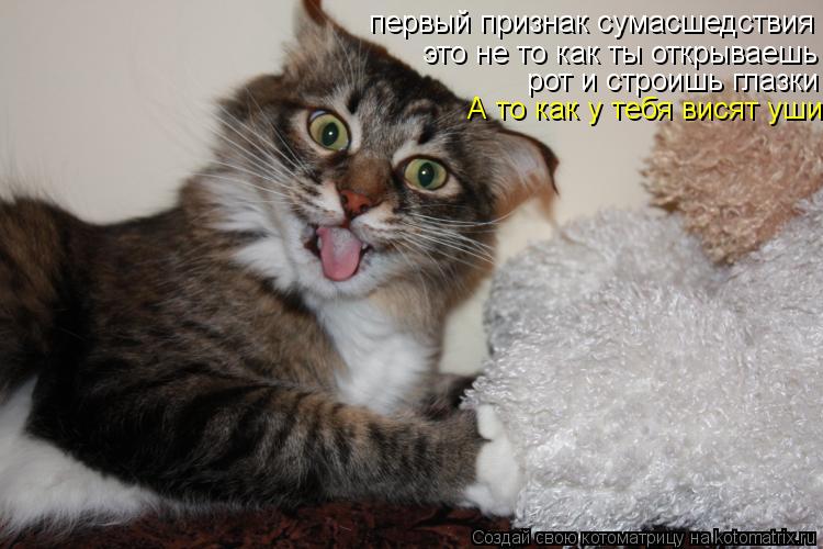 Котоматрица: первый признак сумасшедствия это не то как ты открываешь  рот и строишь глазки А то как у тебя висят уши